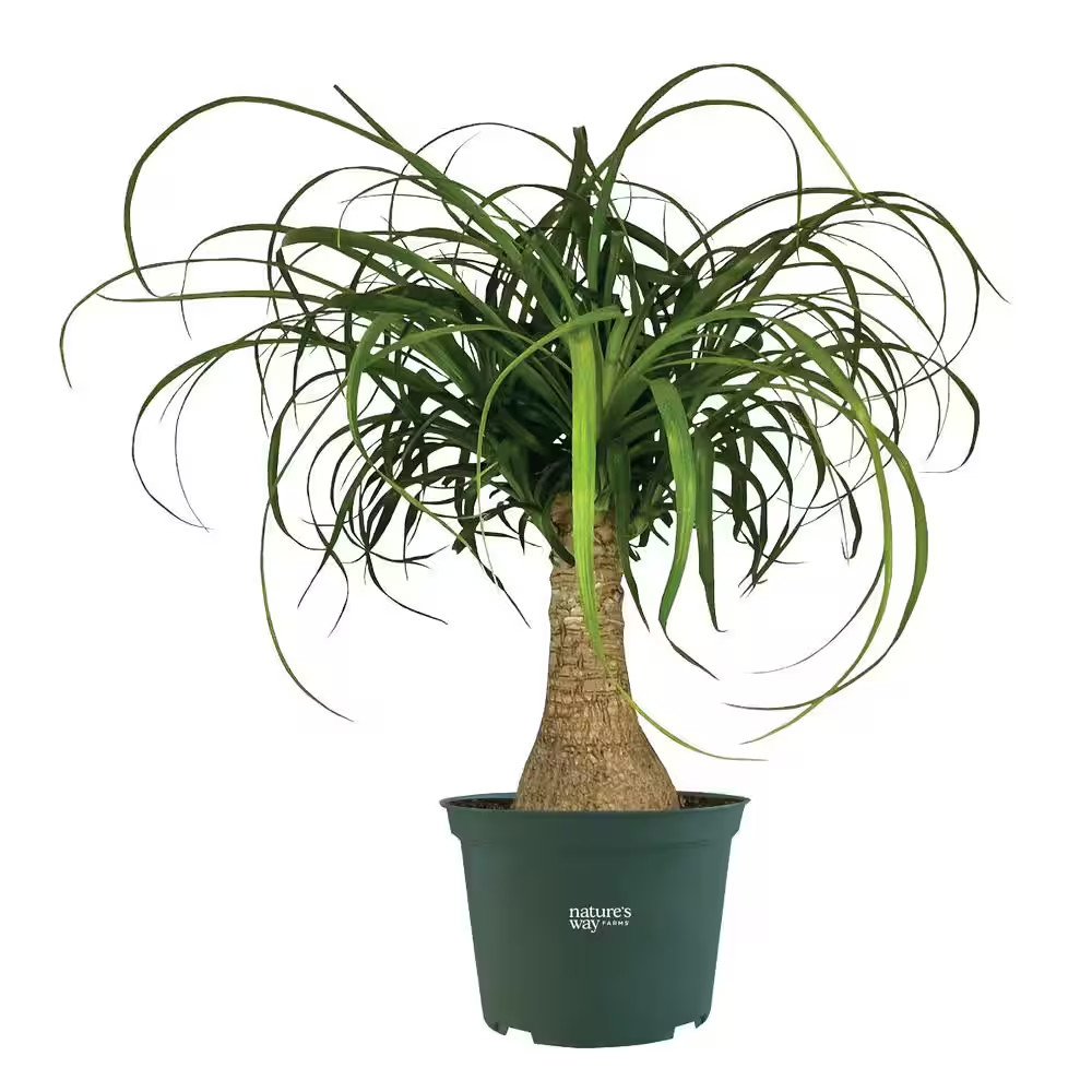 Ponytail Palm Live Indoor Plant in Growers Pot Avg Shipping Height 1 Ft. to 2 Ft