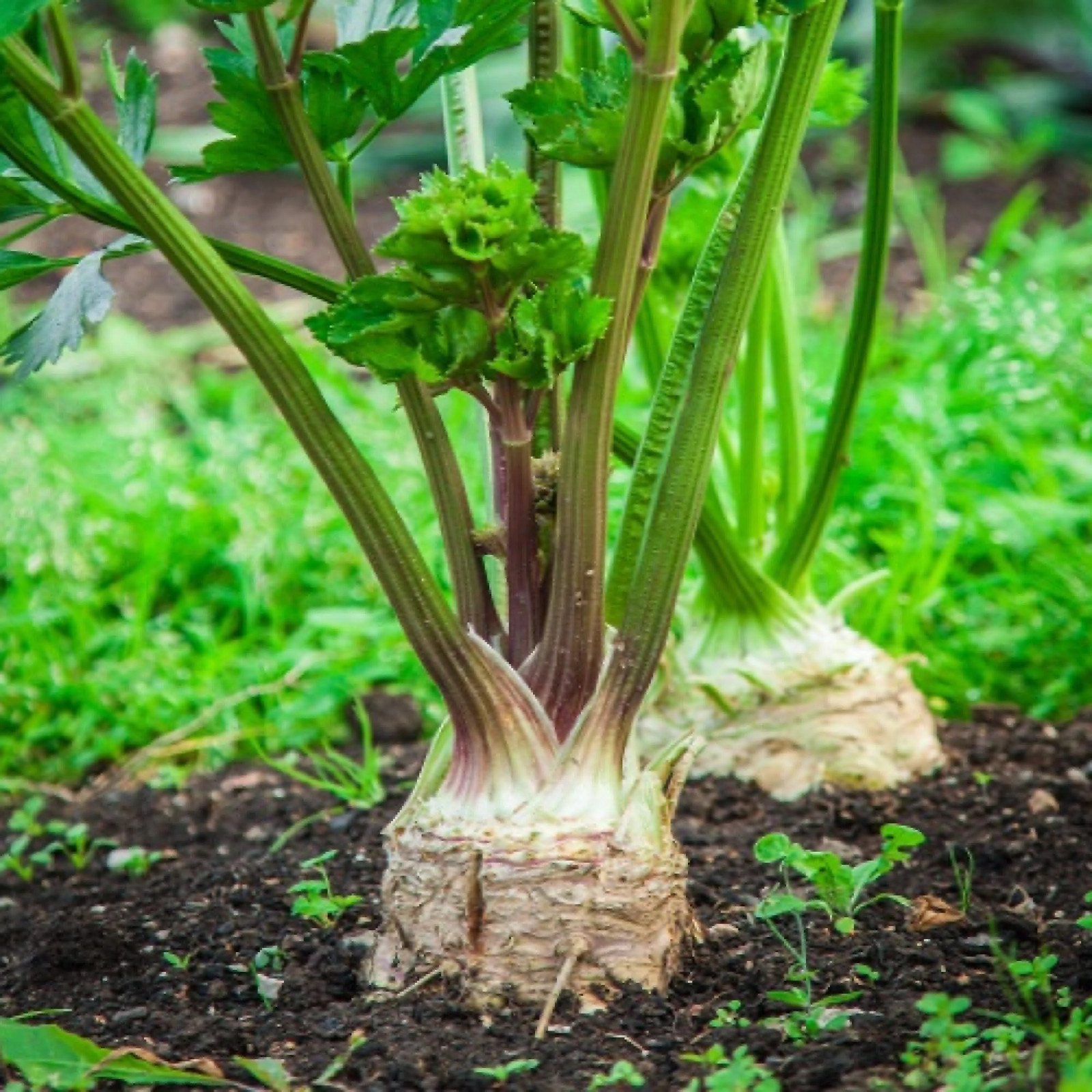 Celeriac Giant Prague 100 – 5000 Seeds Biennial OP Large Smooth Hardy Shelf Life