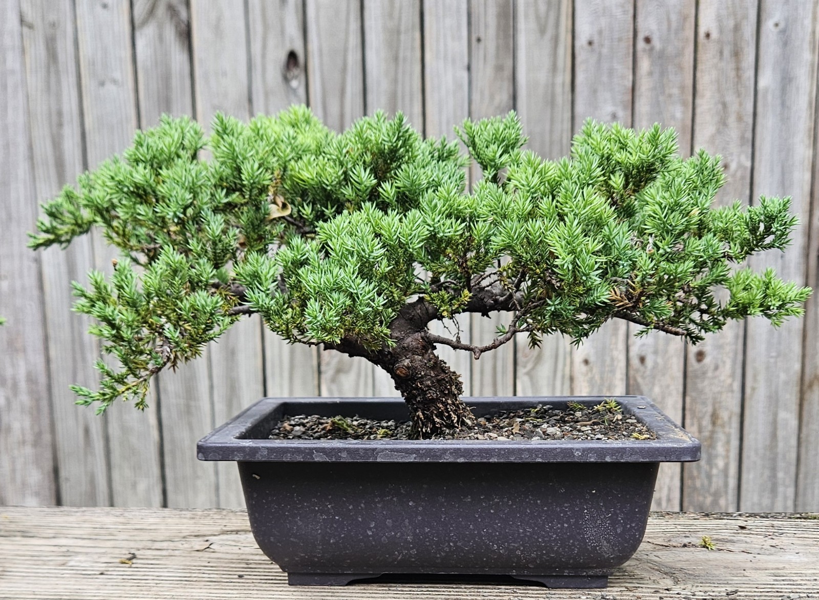 Japanes Juniper Bonsai In 9 Inch Plastic Rectangular Pot . 15 Year Old Beauty.