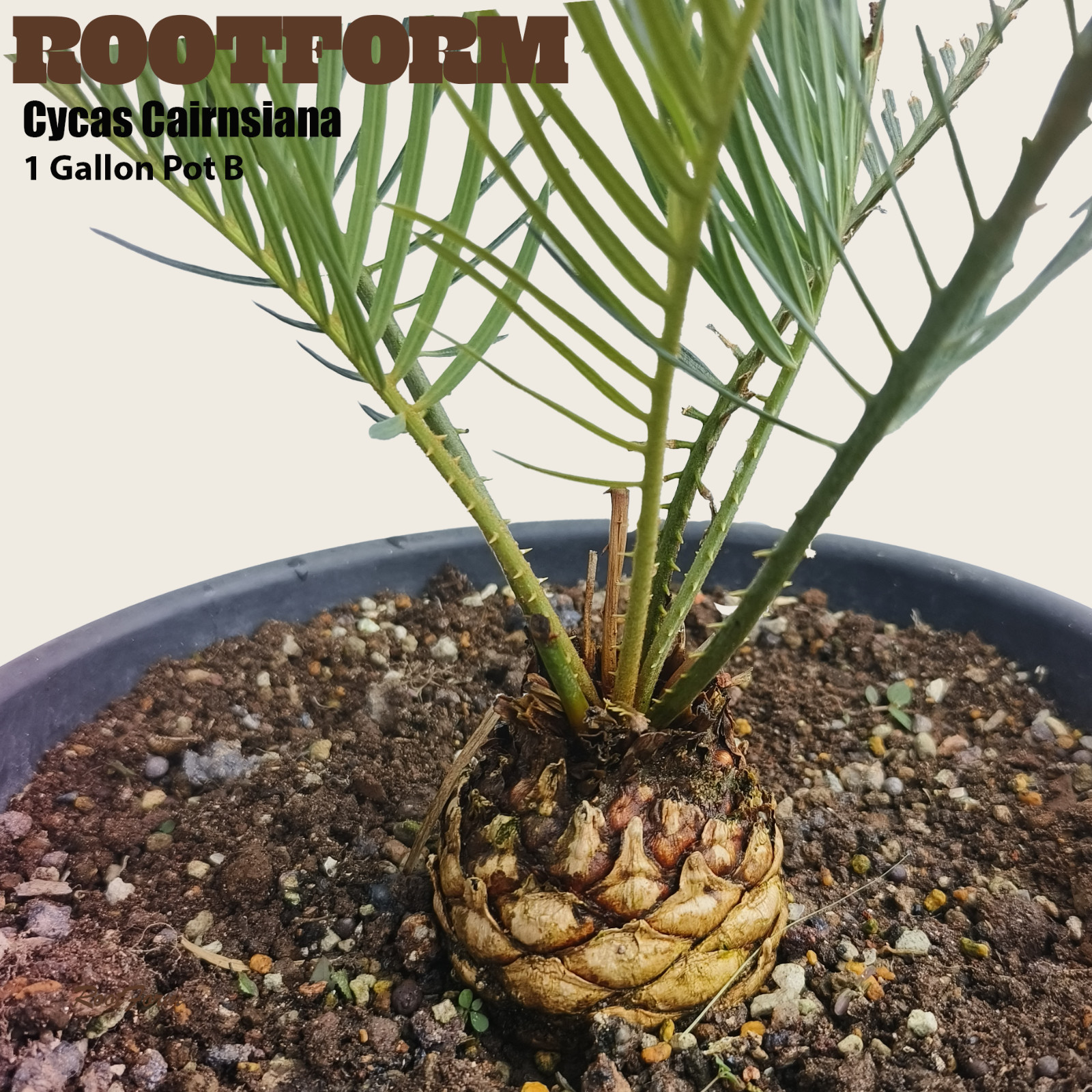 Cycas Cairnsiana – 1 Gal – Pot B