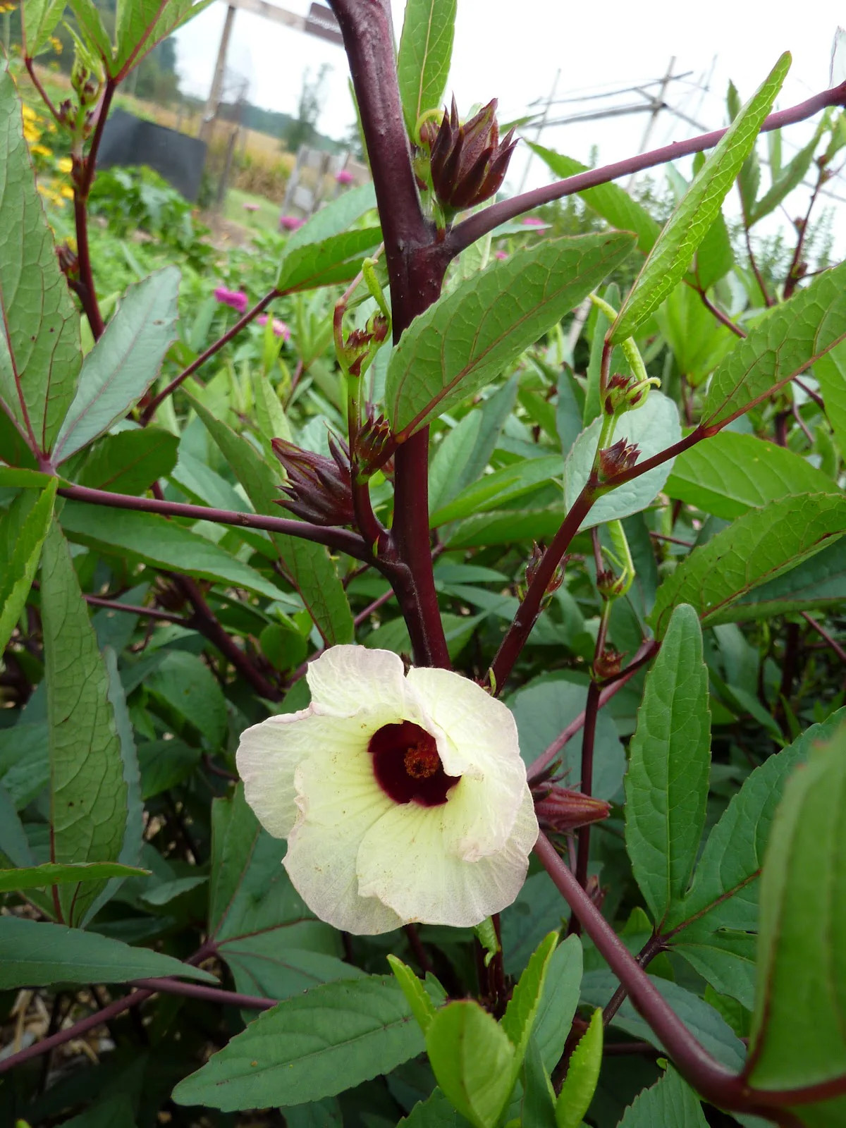 Red Hibiscus Roselle Seeds | Sabdariffa Sour Leaf Sorrel Chin Baung Jamaican