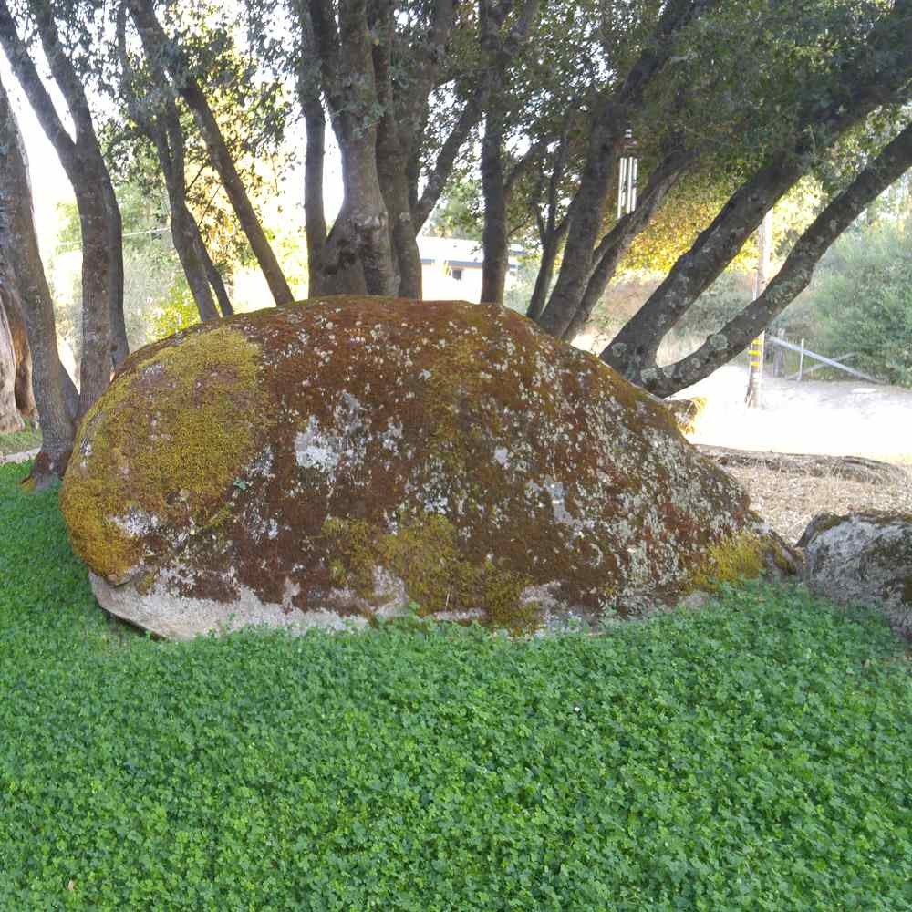 25 LBS Miniclover Seed For Planting No Mow Drought Tolerant Clover Lawns
