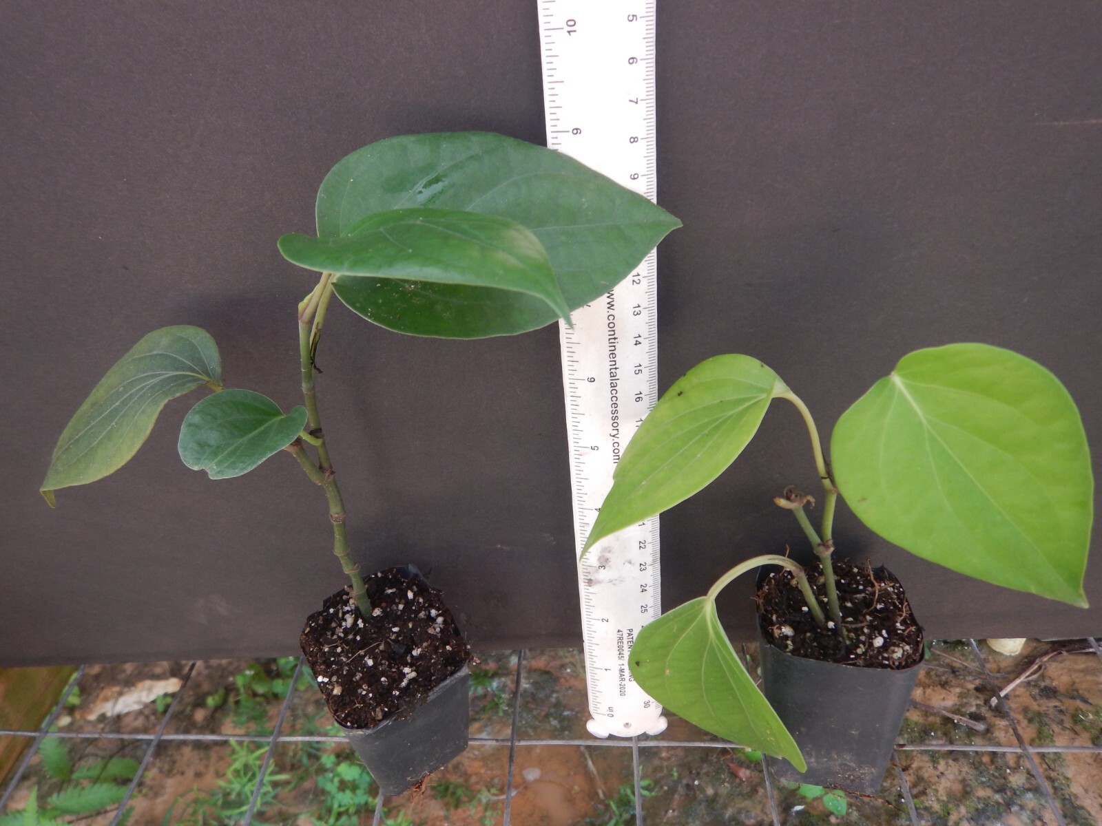 ~~BLACK PEPPER~~Piper nigrum~~Live STARTER Plant~~USA Seller~~