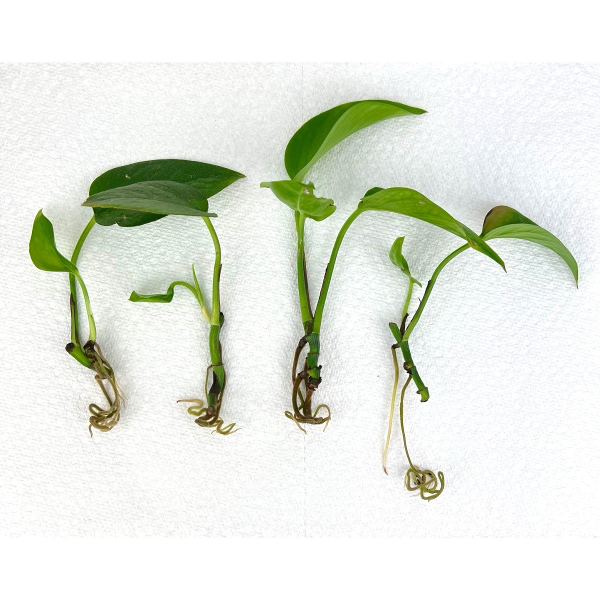 POTHOS Rooted Cuttings Bare Root Plant, Golden Pothos Variegated Vine Houseplant