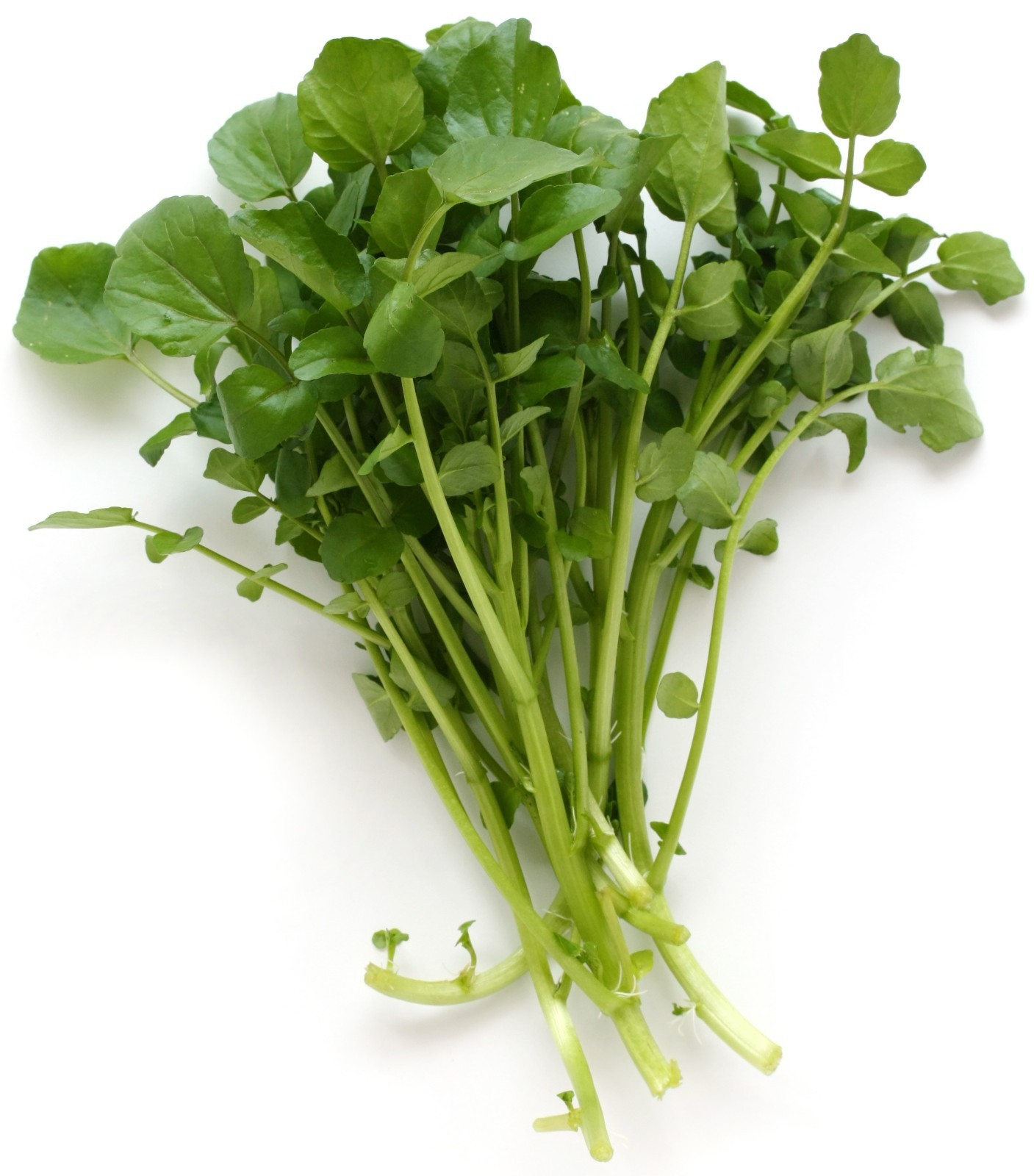 CRESS* UPLAND * 100 SEEDS* FRESH PEPPERY FLAVOR *