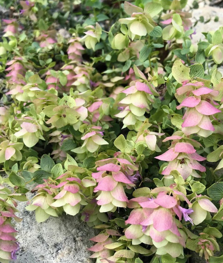 Kent Beauty Oregano Plug Plant – 2-5″ Tall – Trailing Ornamental Herb for Basket