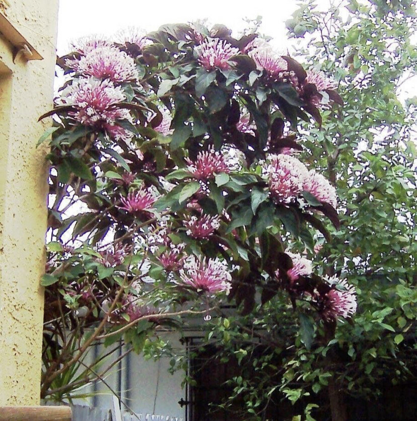 *SHOOTING STAR* Clerodendrum Quadriloculare STARBURST Starter Plant*SHIPS IN POT
