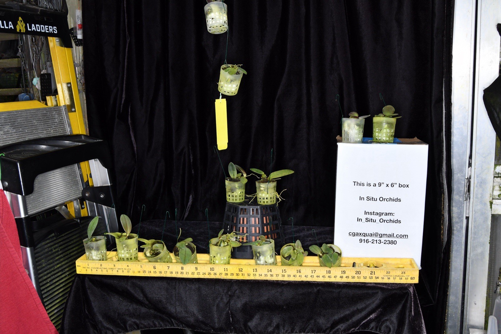 Orchid Species Bulbophyllum fletcherianum ( Seedling )