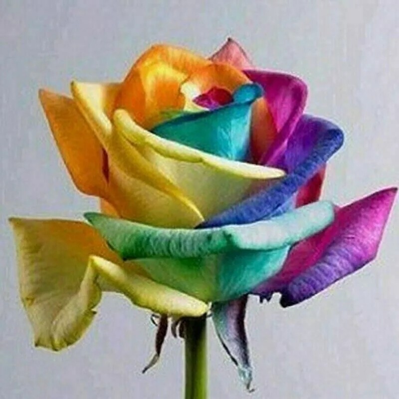 Rainbow Rose Seeds- 50 or 100 Seeds.USA Seller- Free Shipping