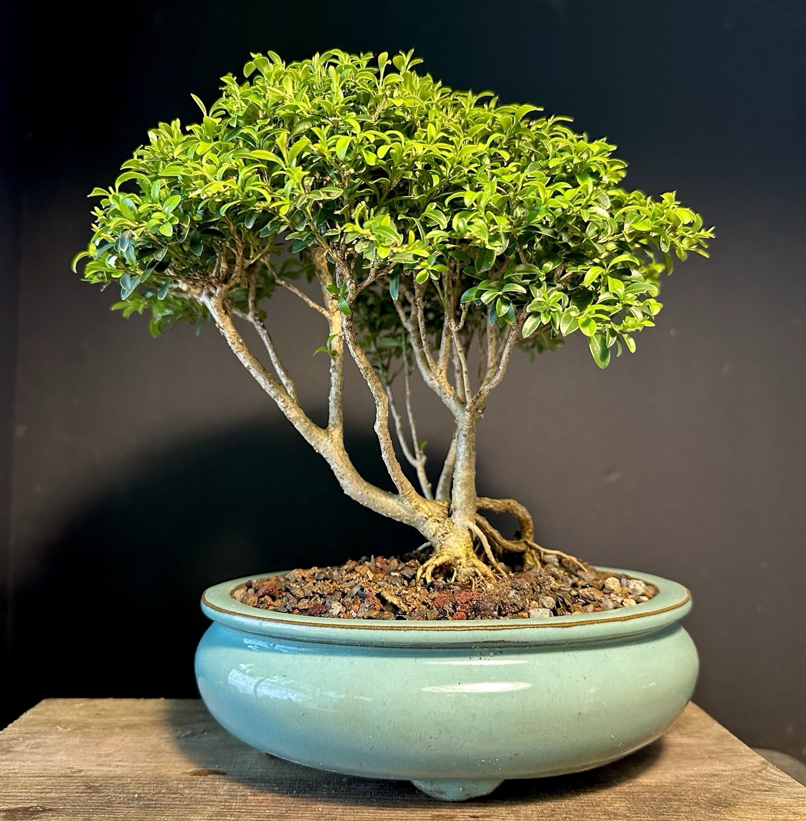Bonsai Tree Kingsville Boxwood Forest Group 15-20 Years Old, Glazed Chinese Pot