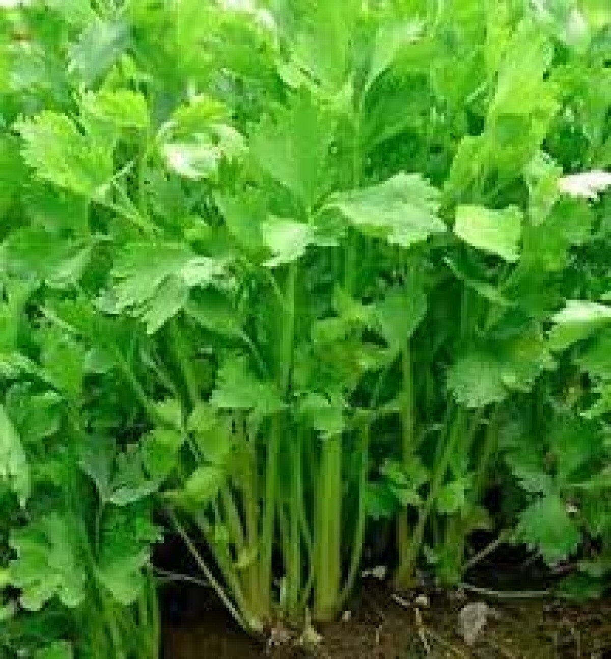 Chinese Celery Seeds 1000+ Apium Graveolens Vegetable Garden NON-GMO US FREE S&H