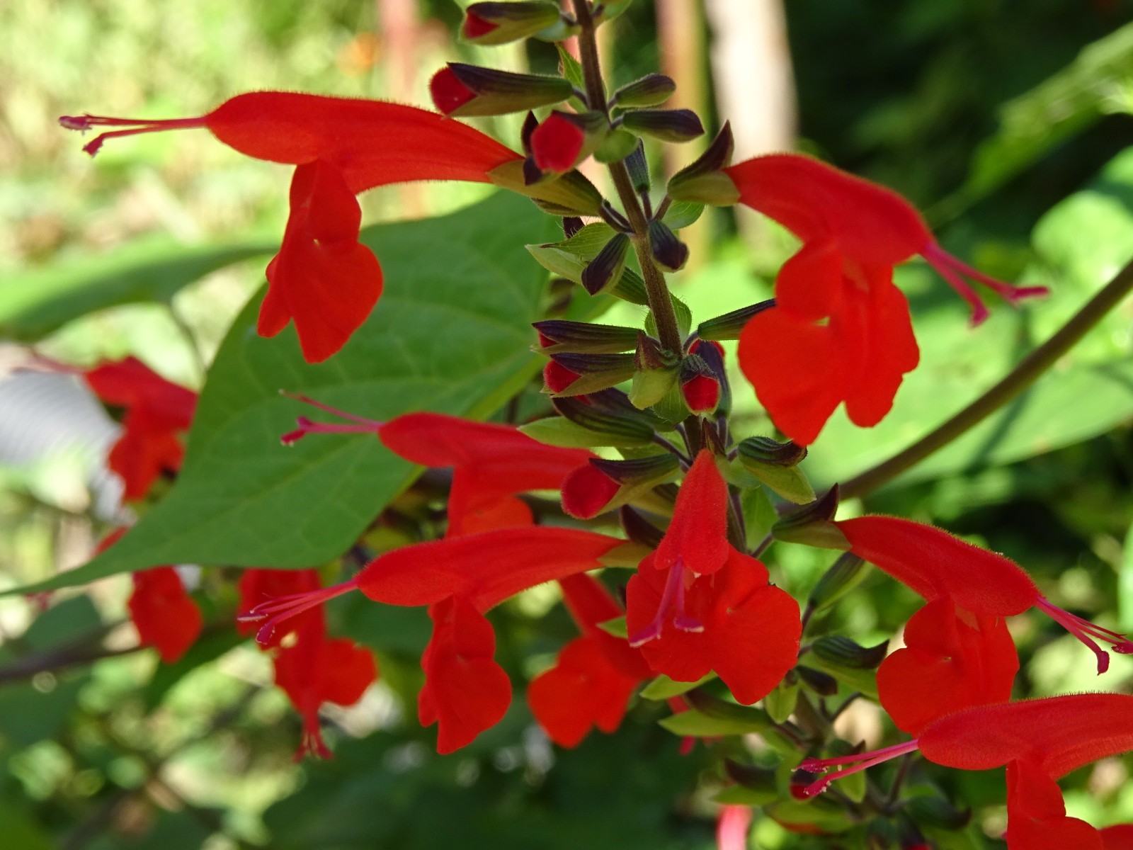 Texas Red Sage Salvia Coccinea Native for Hummingbirds 50 seeds Grown in 2023