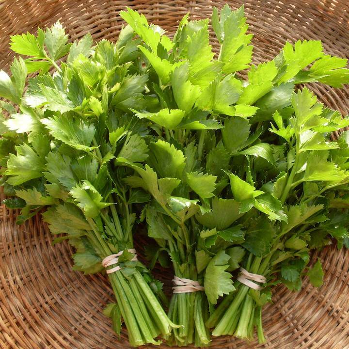 200+ Chinese Cutting Celery Seeds, Heirloom NON-GMO Fresh Seeds Nan Ling Kintsai