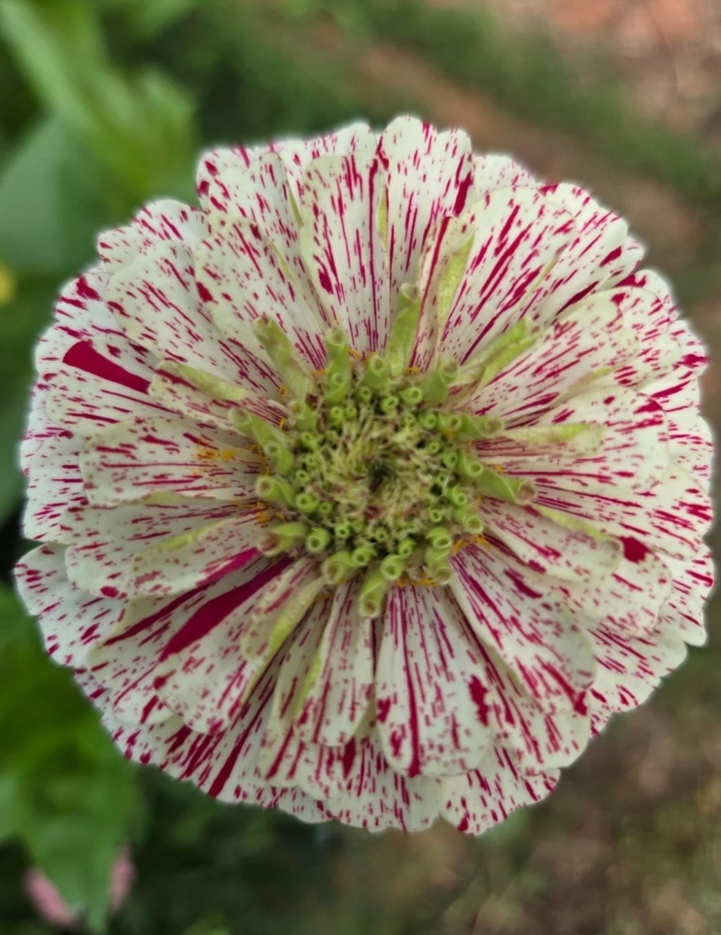 Peppermint Candy Stripe Zinnia | FRESH Seeds | Large Double Blooms | USA Seller
