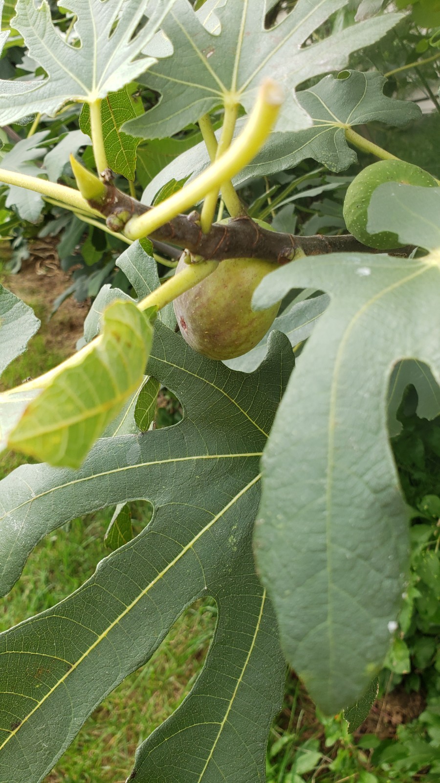 5pcs Live Fig Tree Fresh Cuttings 2 Varieties healthy, delicious, hardy, Sweet