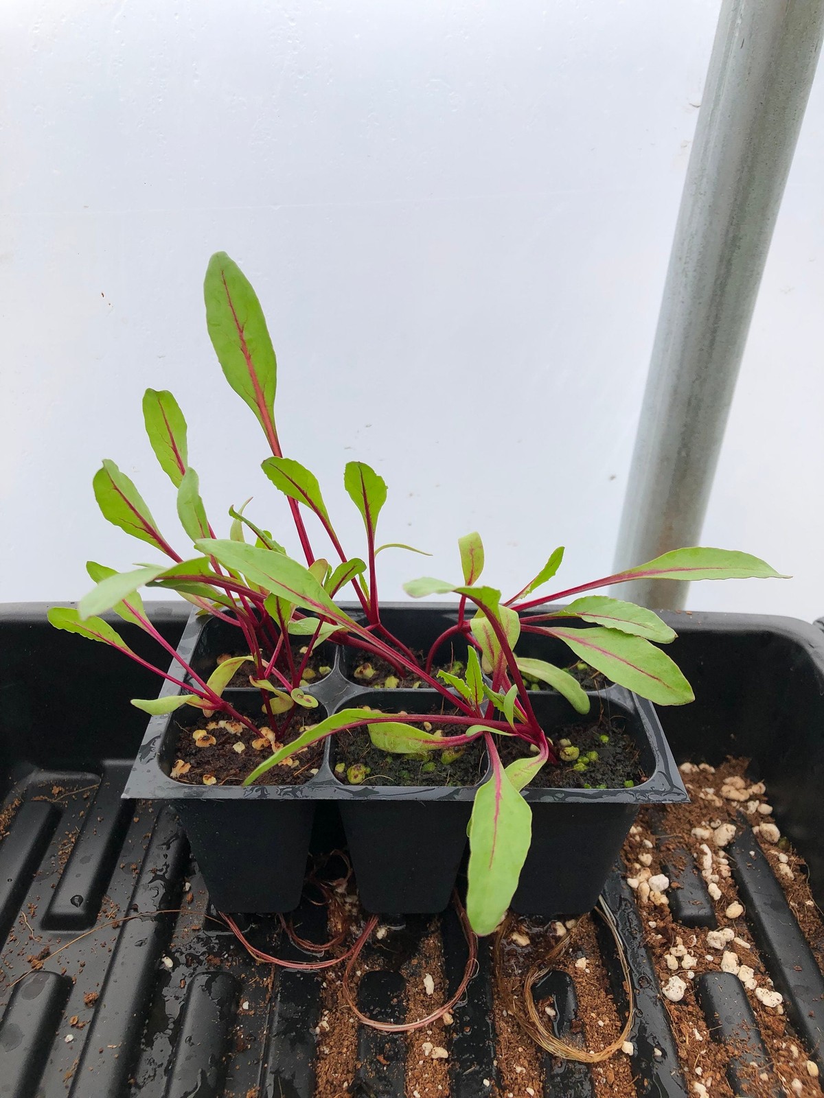 Beet Live Plant – Seedlings/Plugs and Plants – 3″- 12″ tall – 30-60+ days old