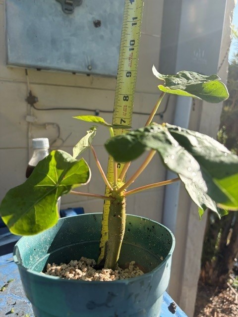Jatropha Podagrica Buddha Belly Live Plant Small ~ 8″ Tall