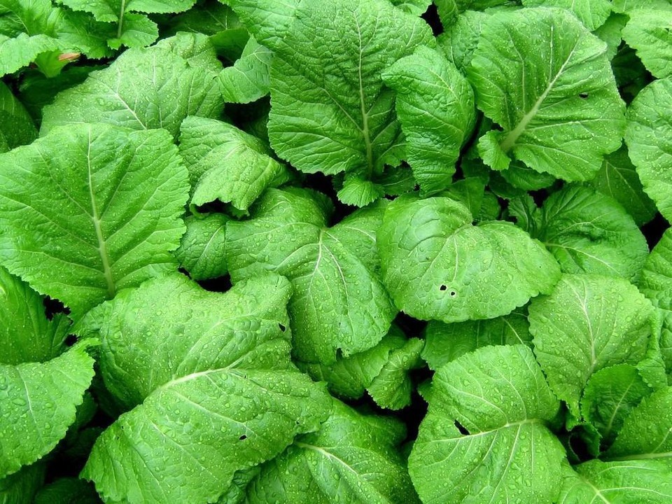 Florida Broadleaf Mustard Seeds, Heirloom Free Shipping!