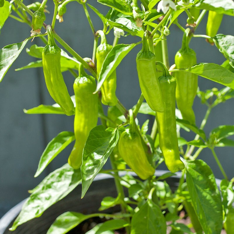 Golden Greek Pepperoncini Pepper Seeds | Heirloom / Non-GMO | Free Shipping 1000