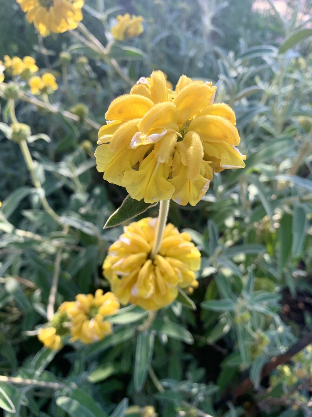 Shrubby Jerusalem Sage, Phlomis Fruticosa – 50 seeds 2024 – USA