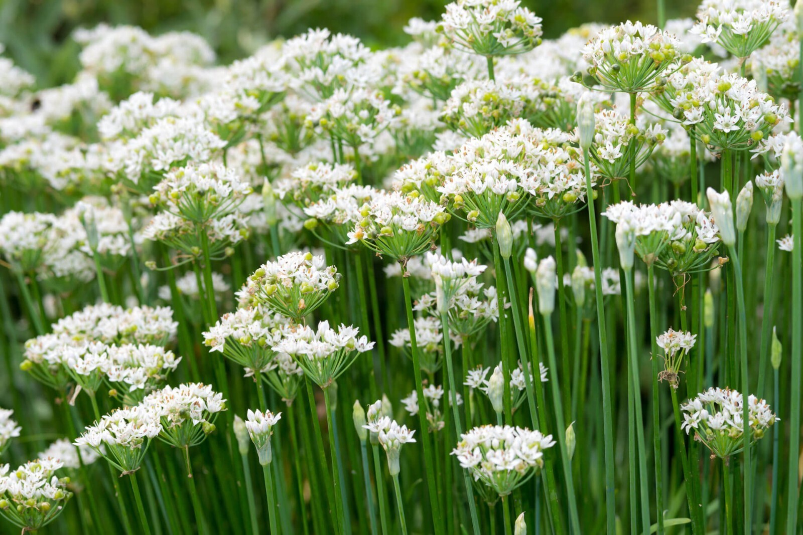 300+ Garlic Chive Seeds, Herb, Allium Tuberosum, Heirloom, NON-GMO #23