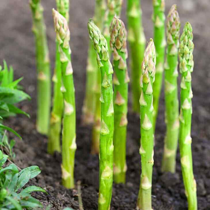Mary Washington Asparagus Seeds | Perennial Broccoli Root Vegetable Seed 2024