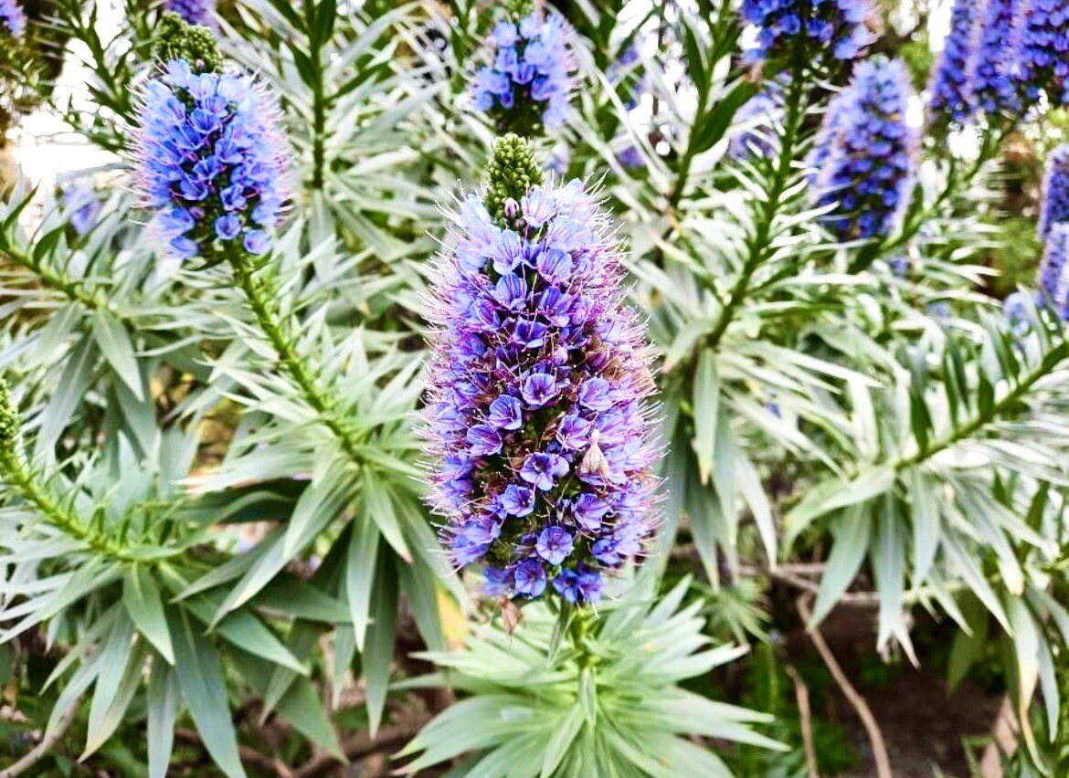Pride of Madeira, Echium Candicans – 1 Seedling about 4 inches – USA