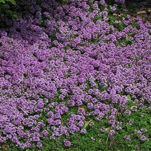 Purple Creeping Thyme Seeds 1000+ HERB GROUNDCOVER PERENNIAL USA FREE SHIPPING