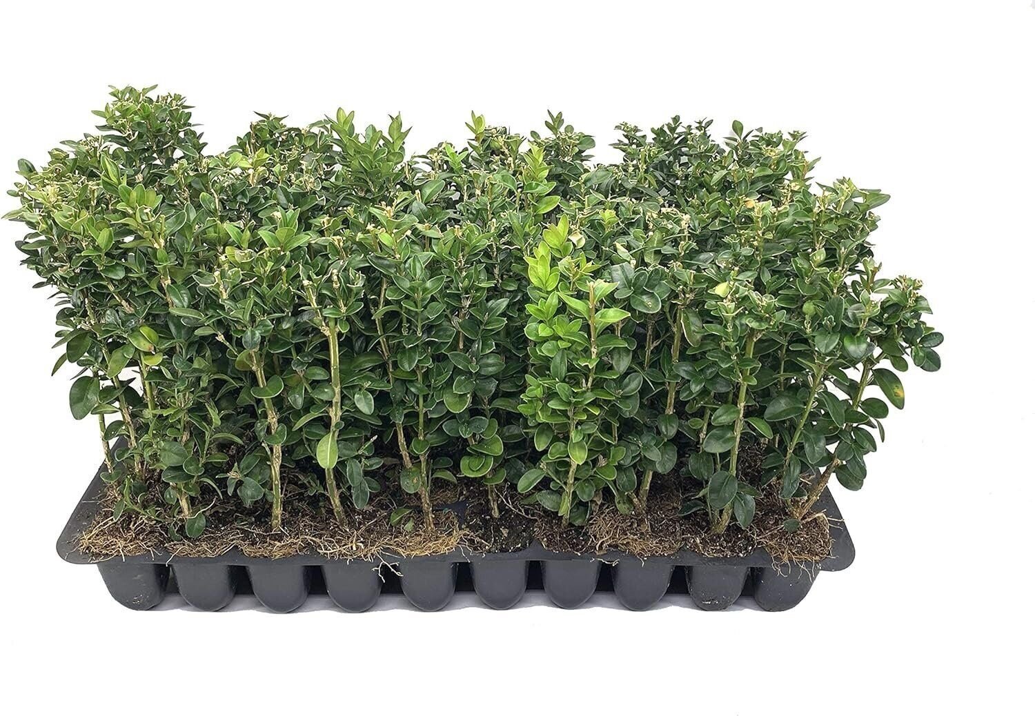 Green Mountain Boxwood – Live Plants – Buxus – Fast Growing Cold Hardy Formal…