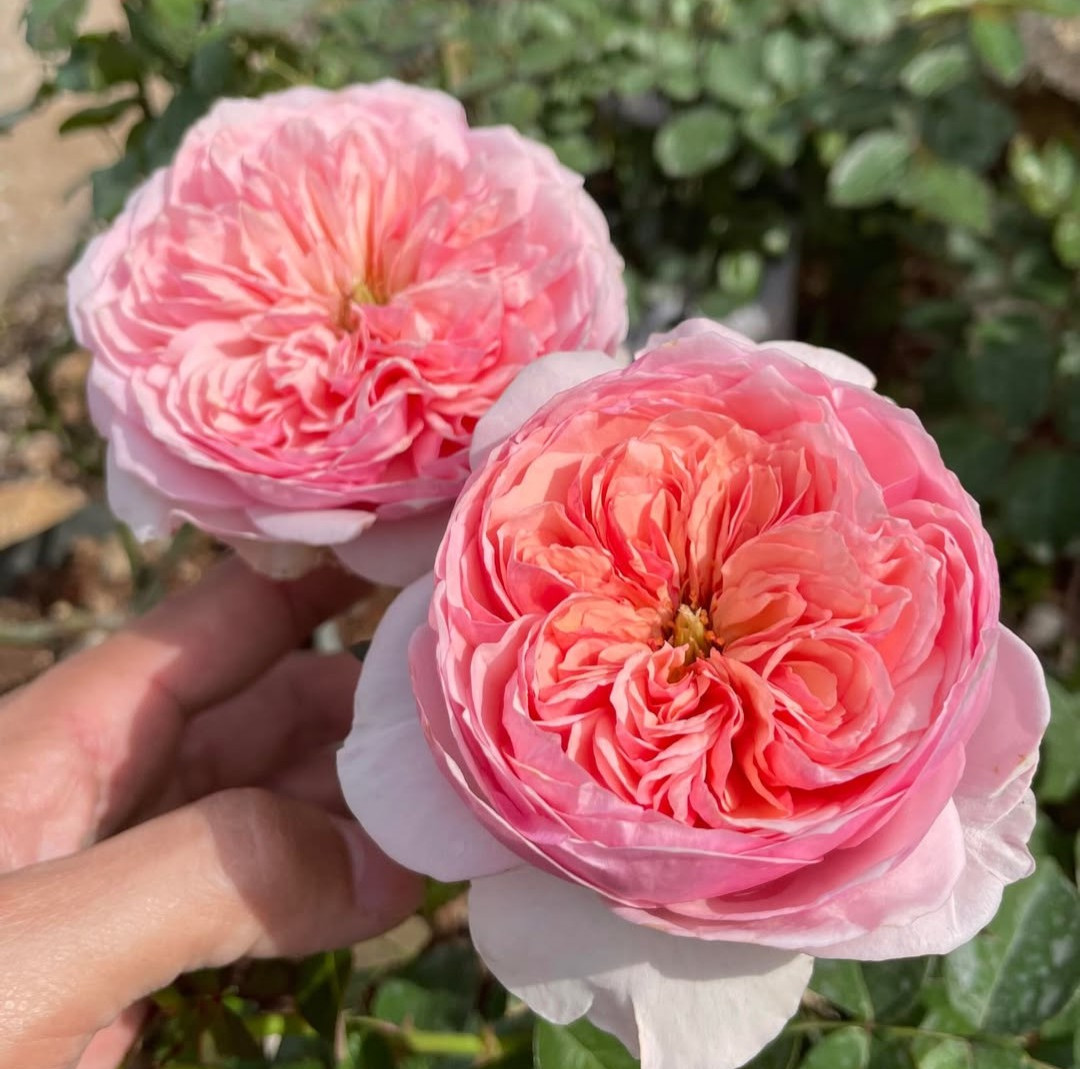 Romeo garden rose plant flower bush deciduous shrub