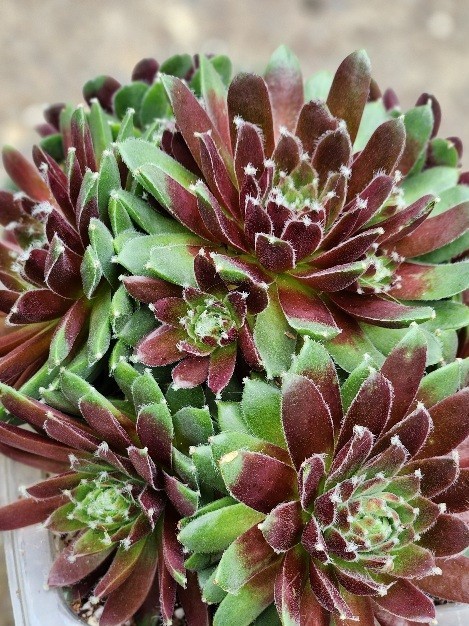 Quality 1 Sempervivum Succulent Red Color Cluster w Chicks Green Red 5″ Rooted
