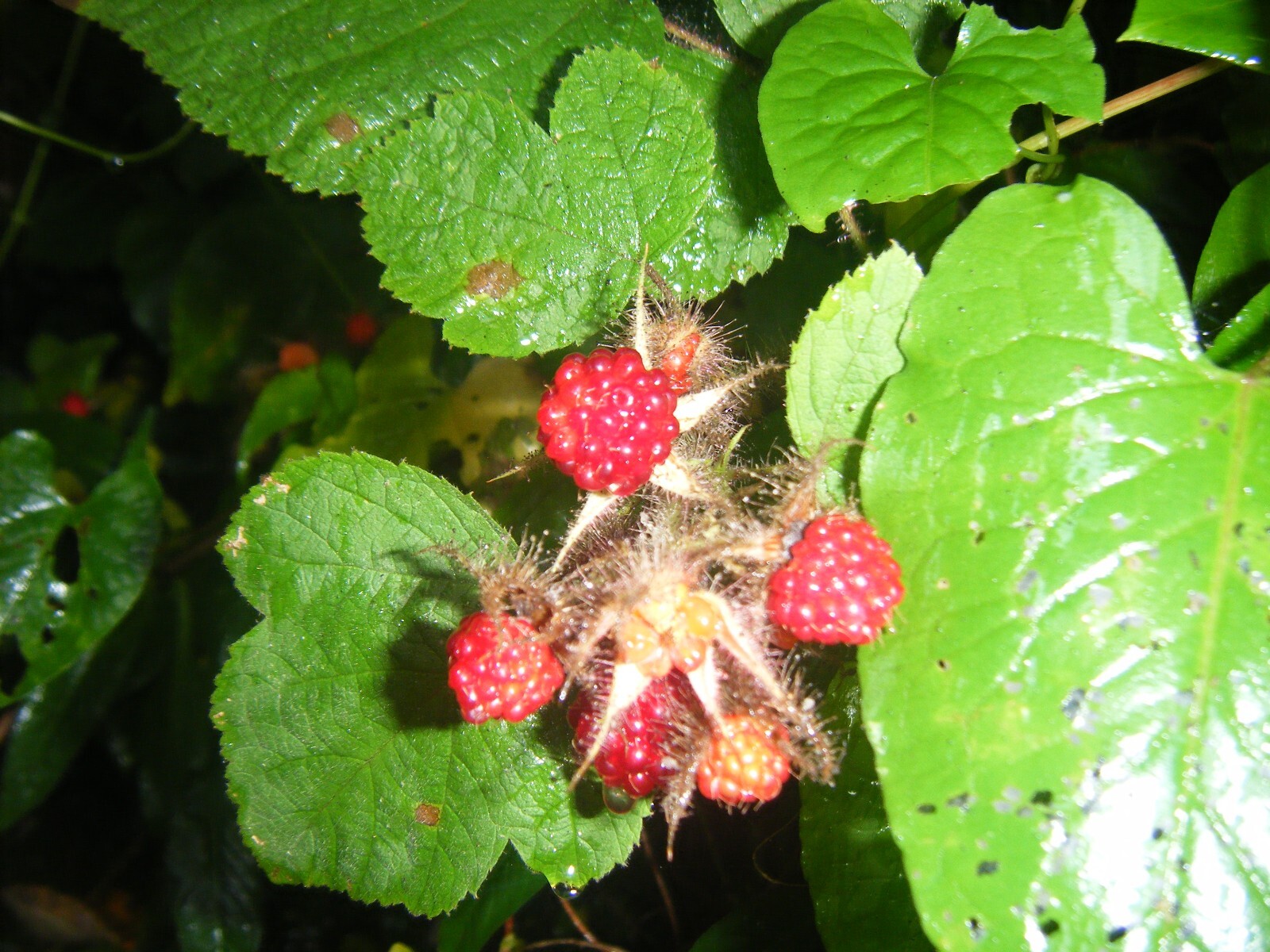 1 Live Fresh 5 Inch Growth & Root Japanese Raspberry Plant Root with Growth