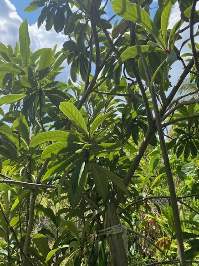 LOQUAT SEEDLINGS (ERYOBORTRYA JAPONICA) JAPANESE PLUM/APRICOT, NISPERO JAPONES