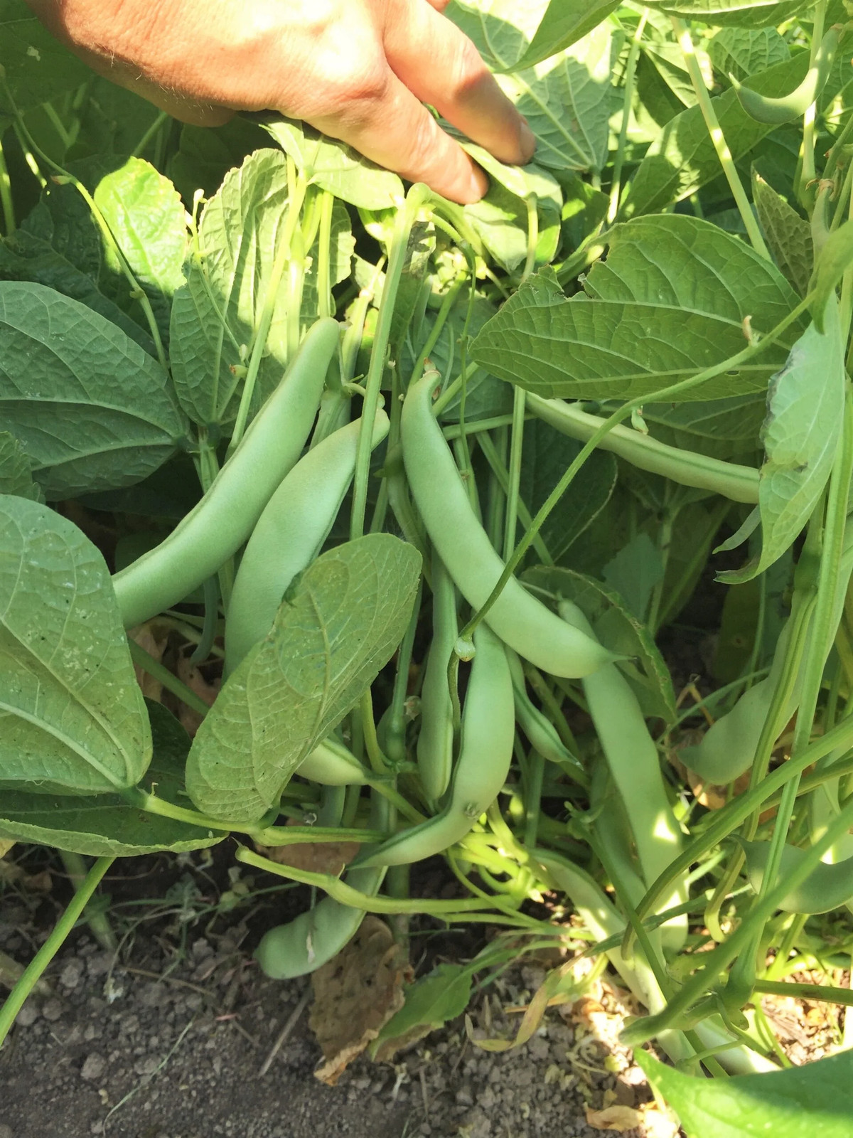 Roma II Romano Bean Seeds | Italian Roma 2 Bush Beans Green Heirloom Seed 2024