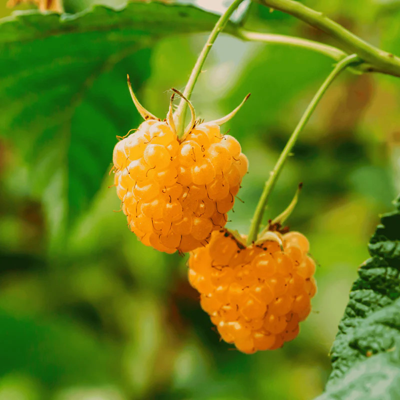 1 Golden Anne Raspberry – Rubus idaeus – Starter Plug