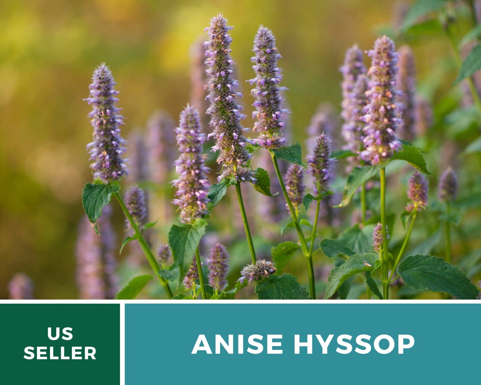 Hyssop, Anise – 200 Seeds – Culinary & Medicinal Herb – Agastache foeniculum
