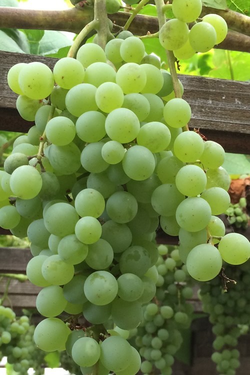 HIMROD GREEN WHITE SEEDLESS TABLE GRAPE 1-2 yr Old Well Rooted Live Vine Plant