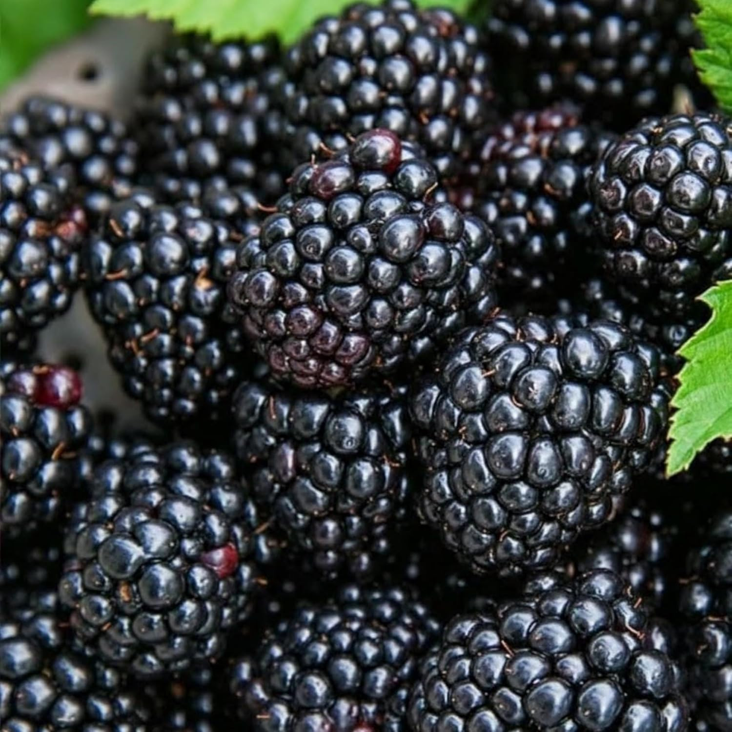 600+ Mix Color Raspberry Seeds for Planting – Non-Gmo Heirloom Fruit Seed for Ho