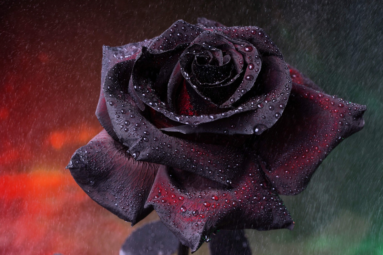 5 BLACK ROSE Rosa Bush Shrub Perennial Flower Seeds *Flat S/H