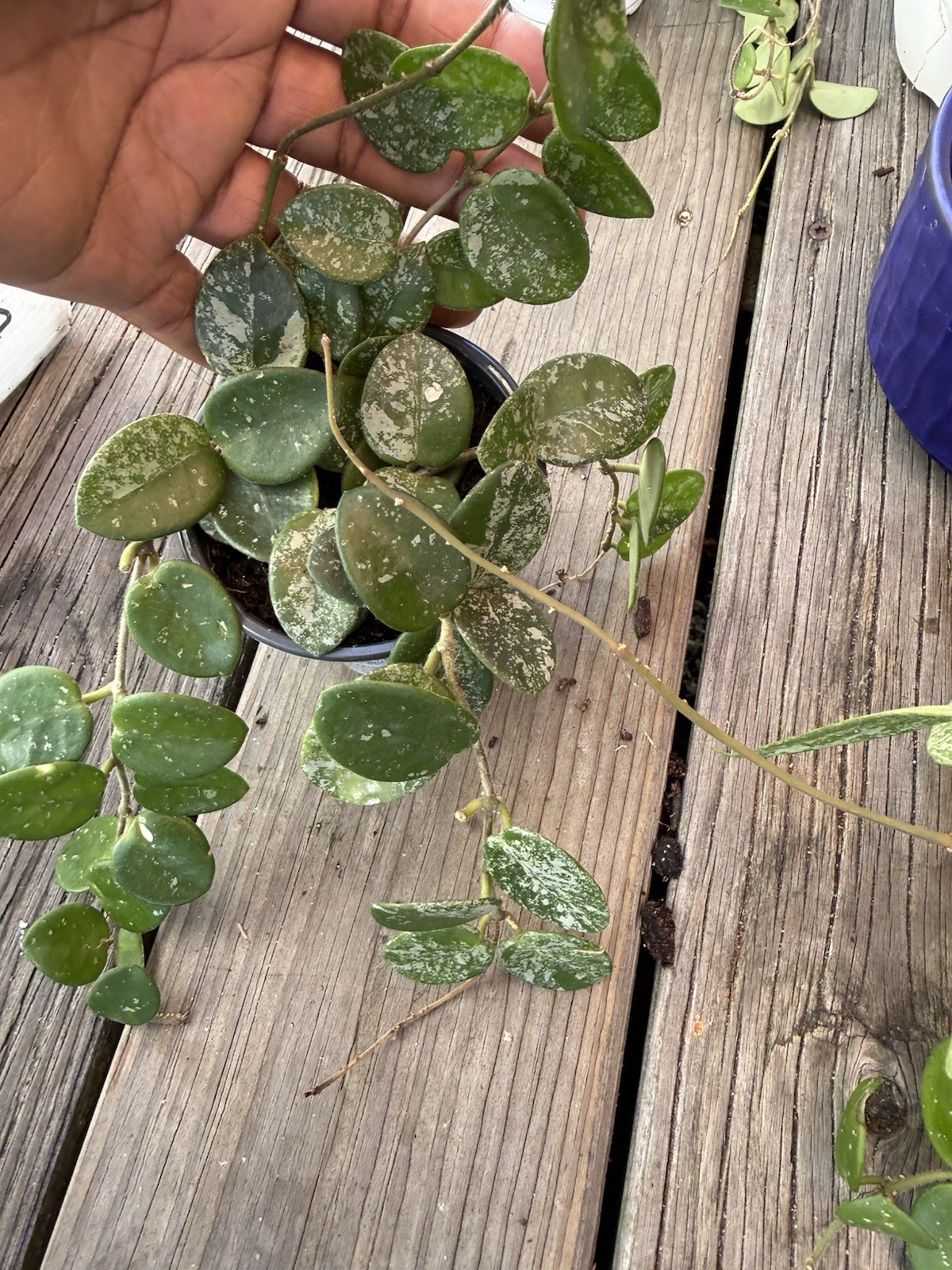HOYA MATHILDE SILVER SPLASH LIVE PLANTS, EXACTLY PLANTS 4 Inches Pot