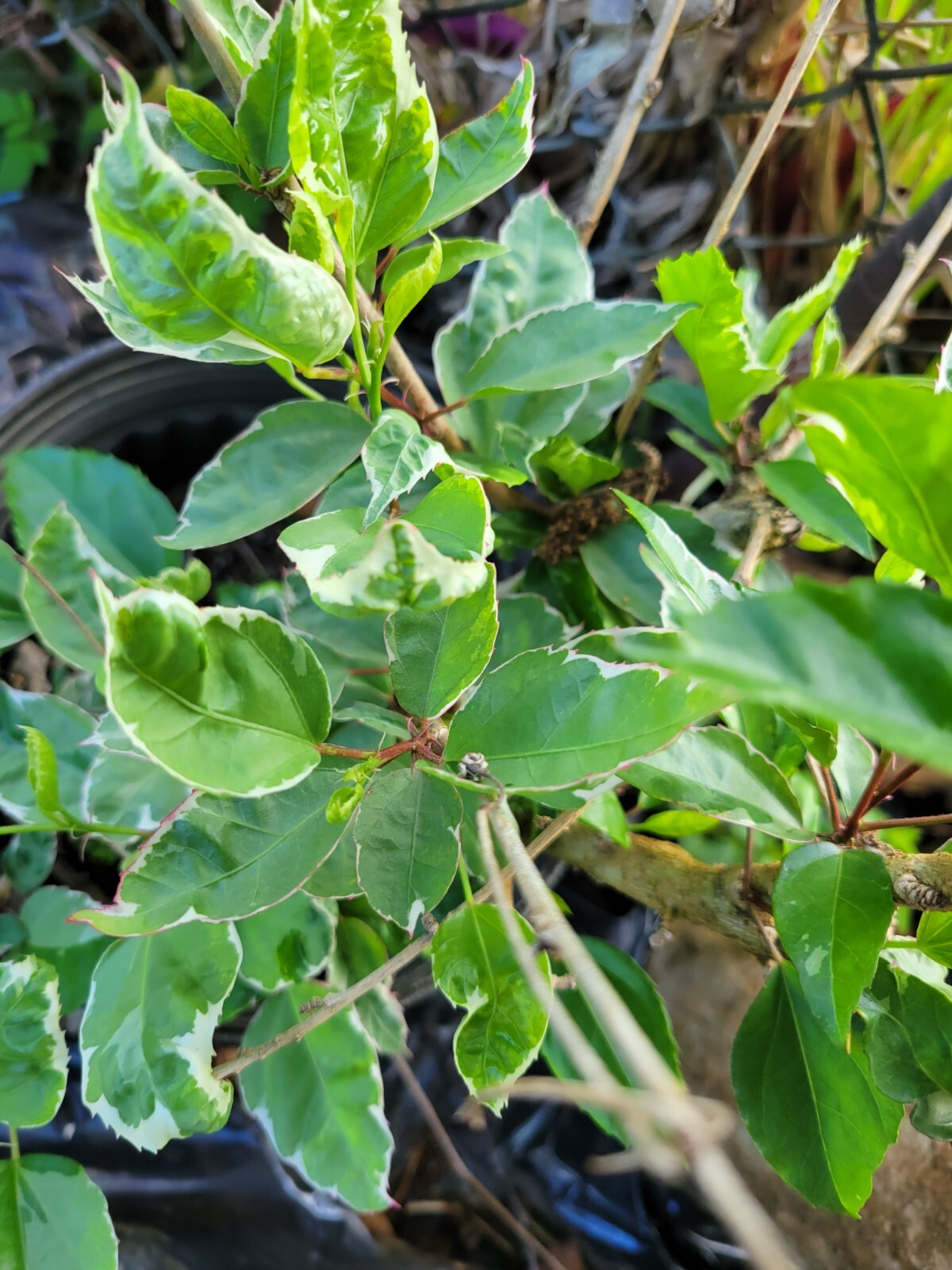 ~SNOW QUEEN~ Rosa-Sinesis Variegated Green White Leaves & Red Flower