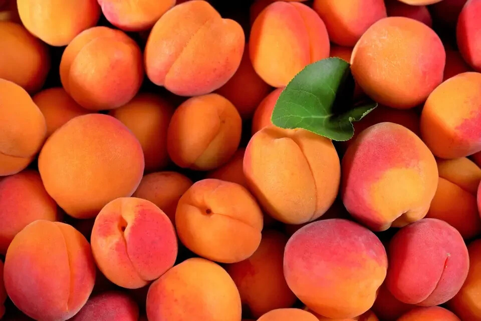 4+1 free Apricot Fruit Seeds Tree 2024