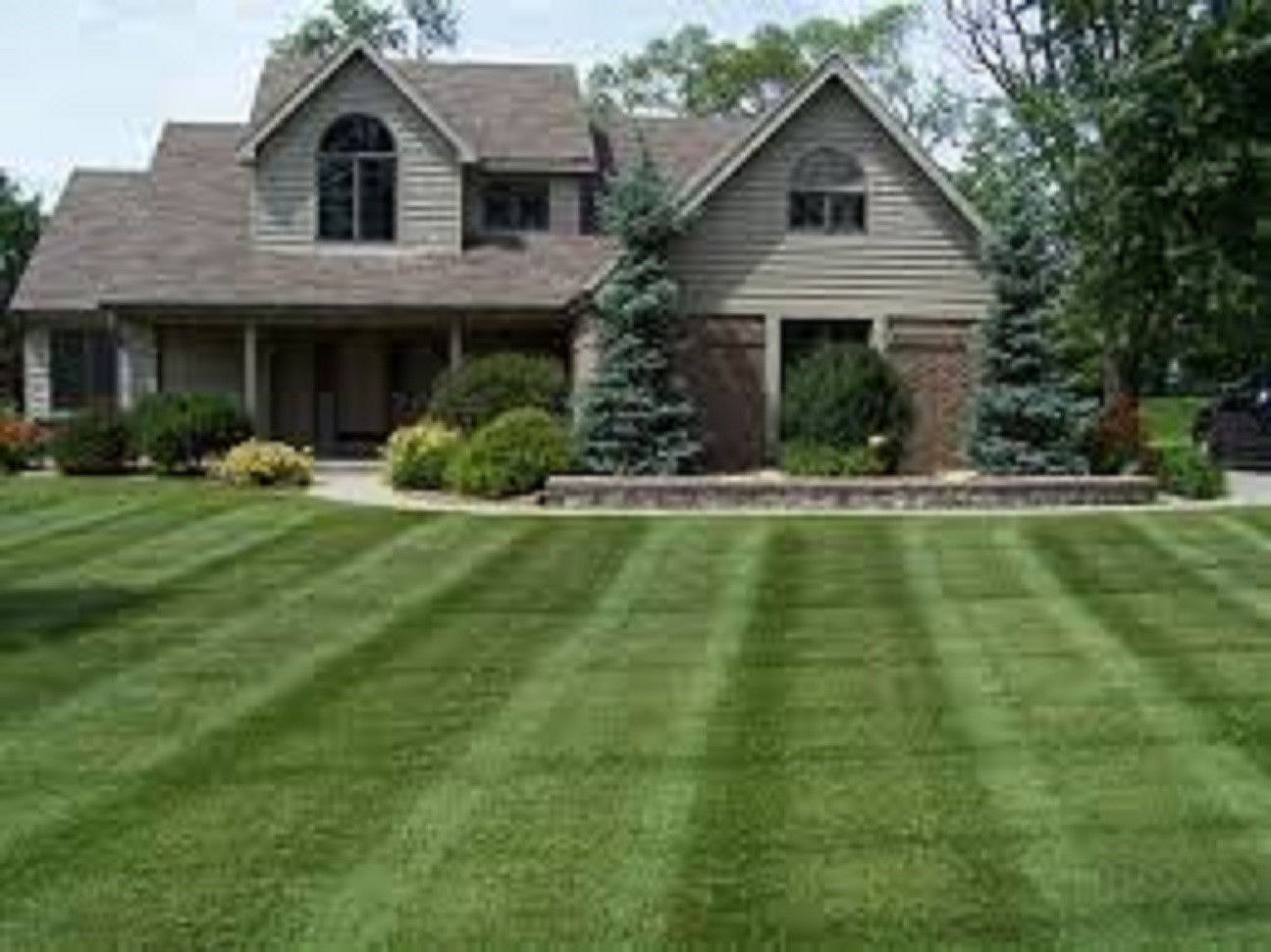 New CONTRACTOR’S MIX GRASS SEED Kentucky 31 Ryegrass Quick Germination Full Sun