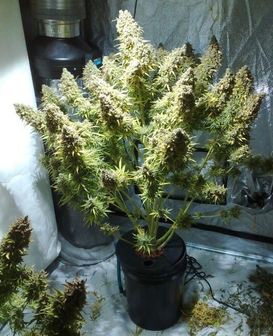 XerXes Hydroponics Deep Water Culture DWC Hydroponic System,3.5 Gallon[Set of 4]