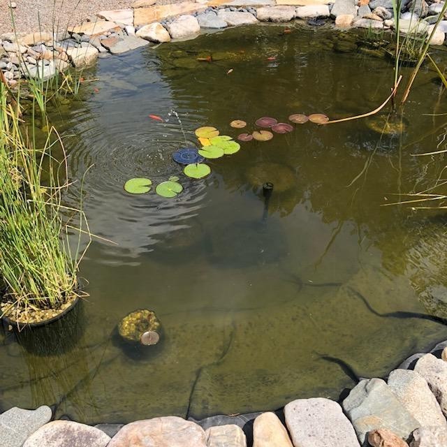 Pond Filter System$-~