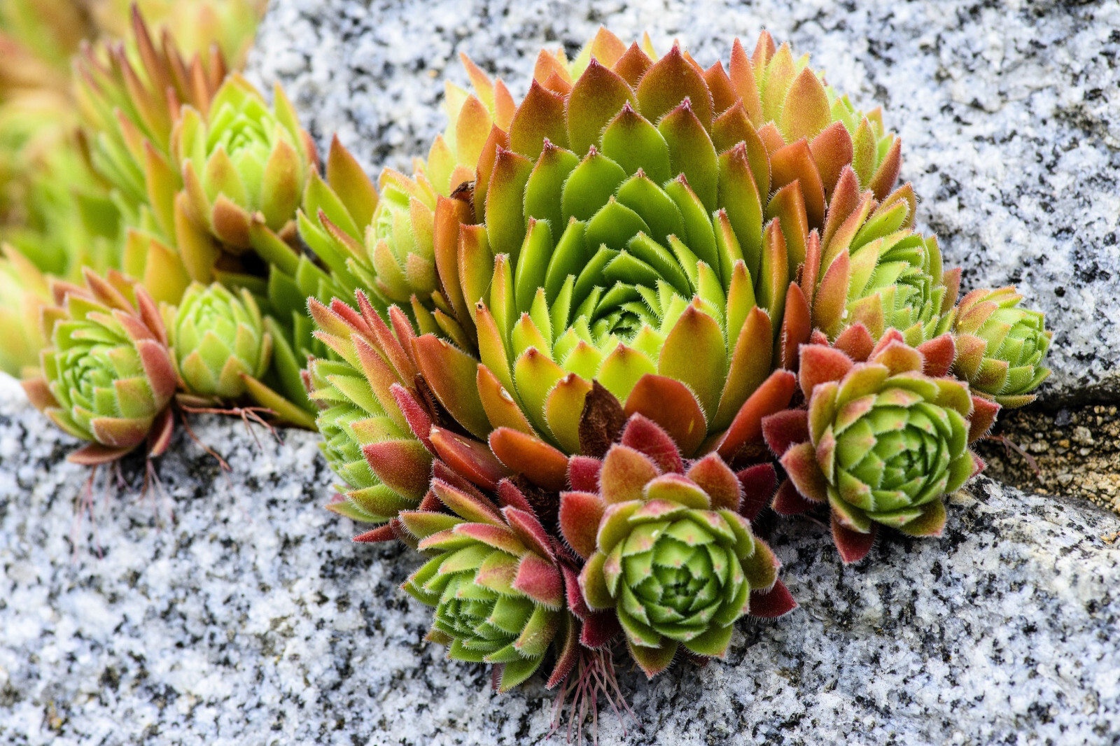 50 MOUNTAIN HOUSELEEK Hens & Chicks Sempervivum Montanum Green Red Pink Seeds
