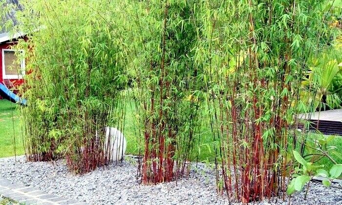10 RED DRAGON CLUMPING BAMBOO SEEEDS