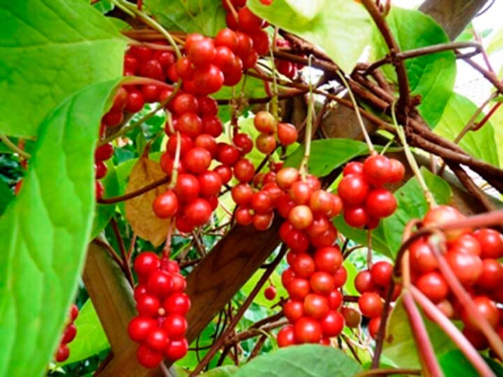 Schisandra Chinensis Vine Live Plant 2 Years Old
