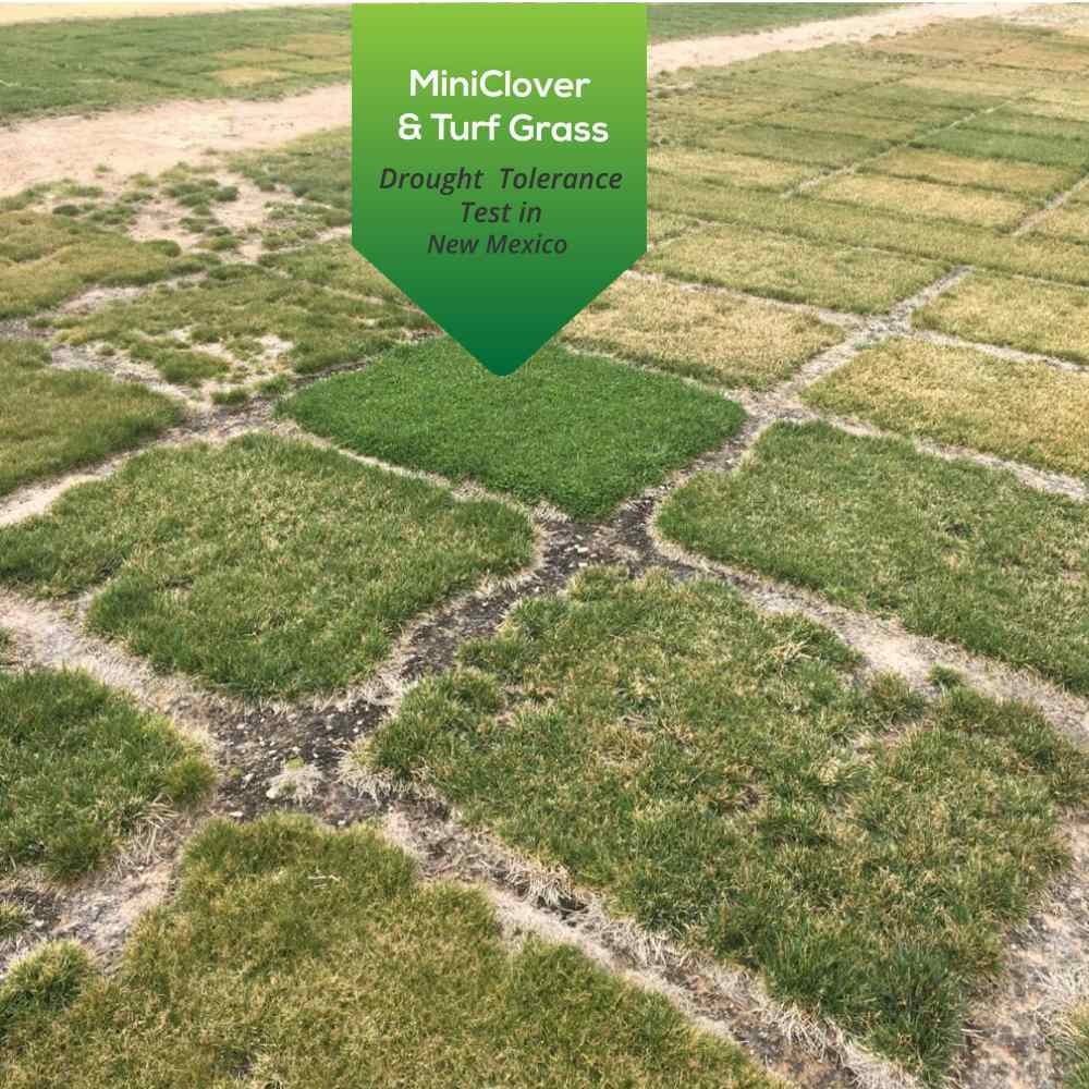 10 LBS Miniclover Seed For Planting No Mow Drought Tolerant Clover Lawns