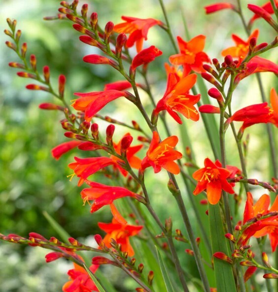 Easy to Grow Crocosmia Red/Orange Hot Mix 20+ Plant Bulbs Spring Summer Flower